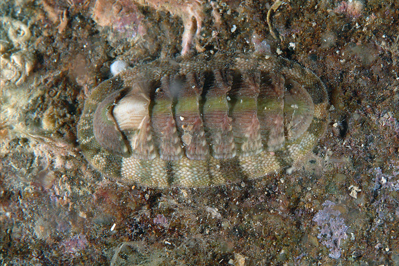 Chiton olivaceus